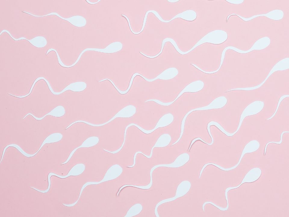Teratozoospermia y fertilidad