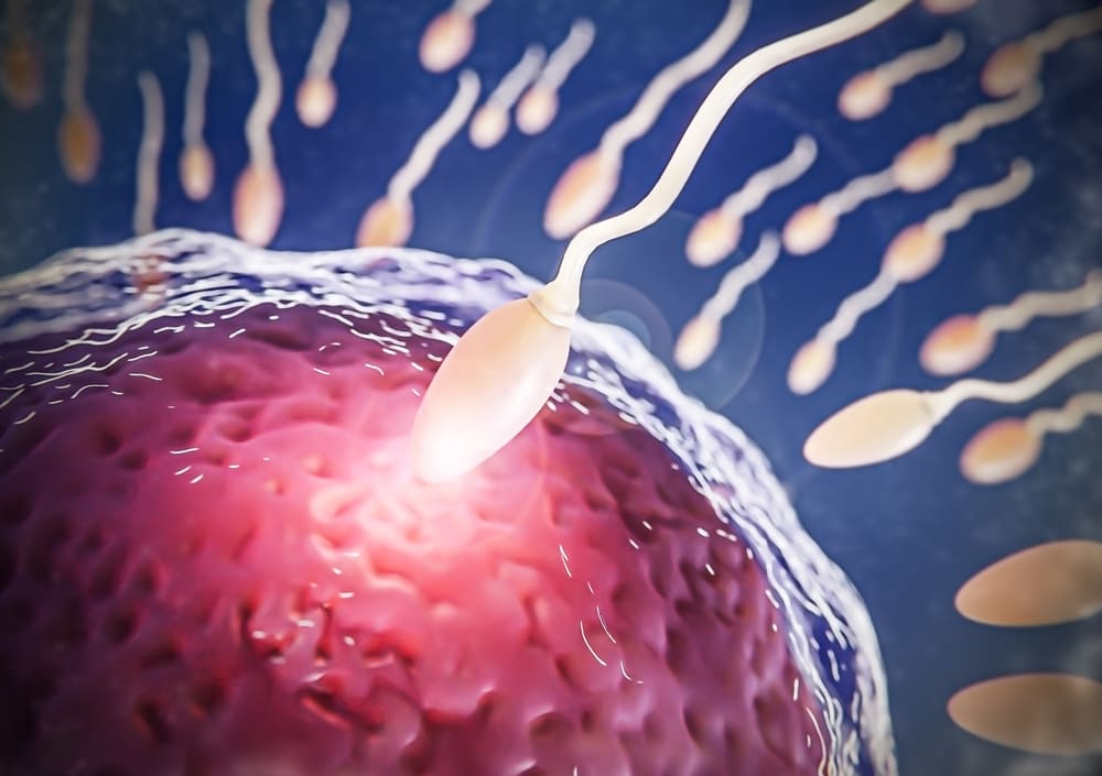 Factores que Afectan la Implantación de Embriones: ¿Por Qué No Ocurre el Embarazo?
