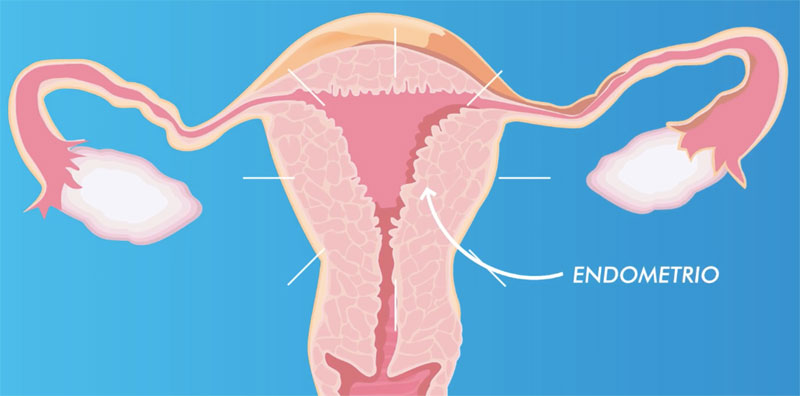 Nuevo Estudio Científico sobre Endogen®: Avances en Fertilidad y Fertilización In Vitro