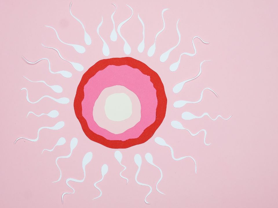 The Wonderful Science of Egg Donation: Beyond Genes