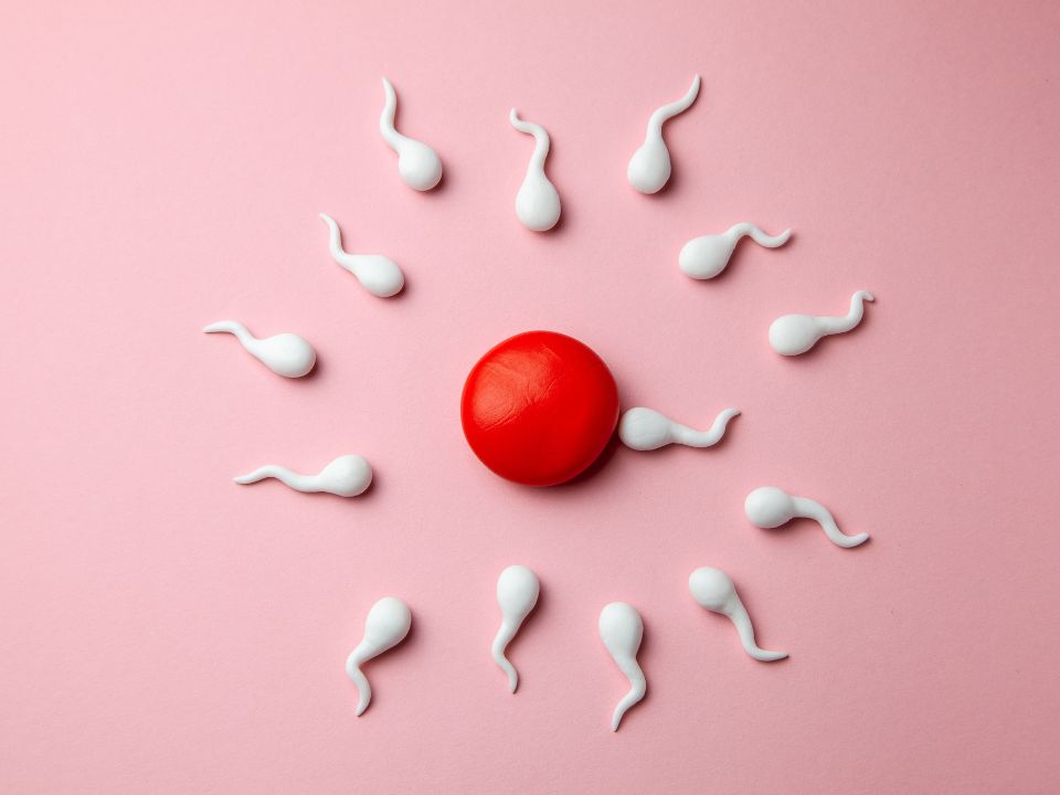 Embryonic conditions and fertility: A detailed perspective