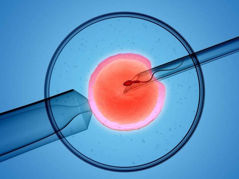 fecundacion-in-vitro-guia-todo-lo-que-necesitas-saber-fertilizacion-ovulo