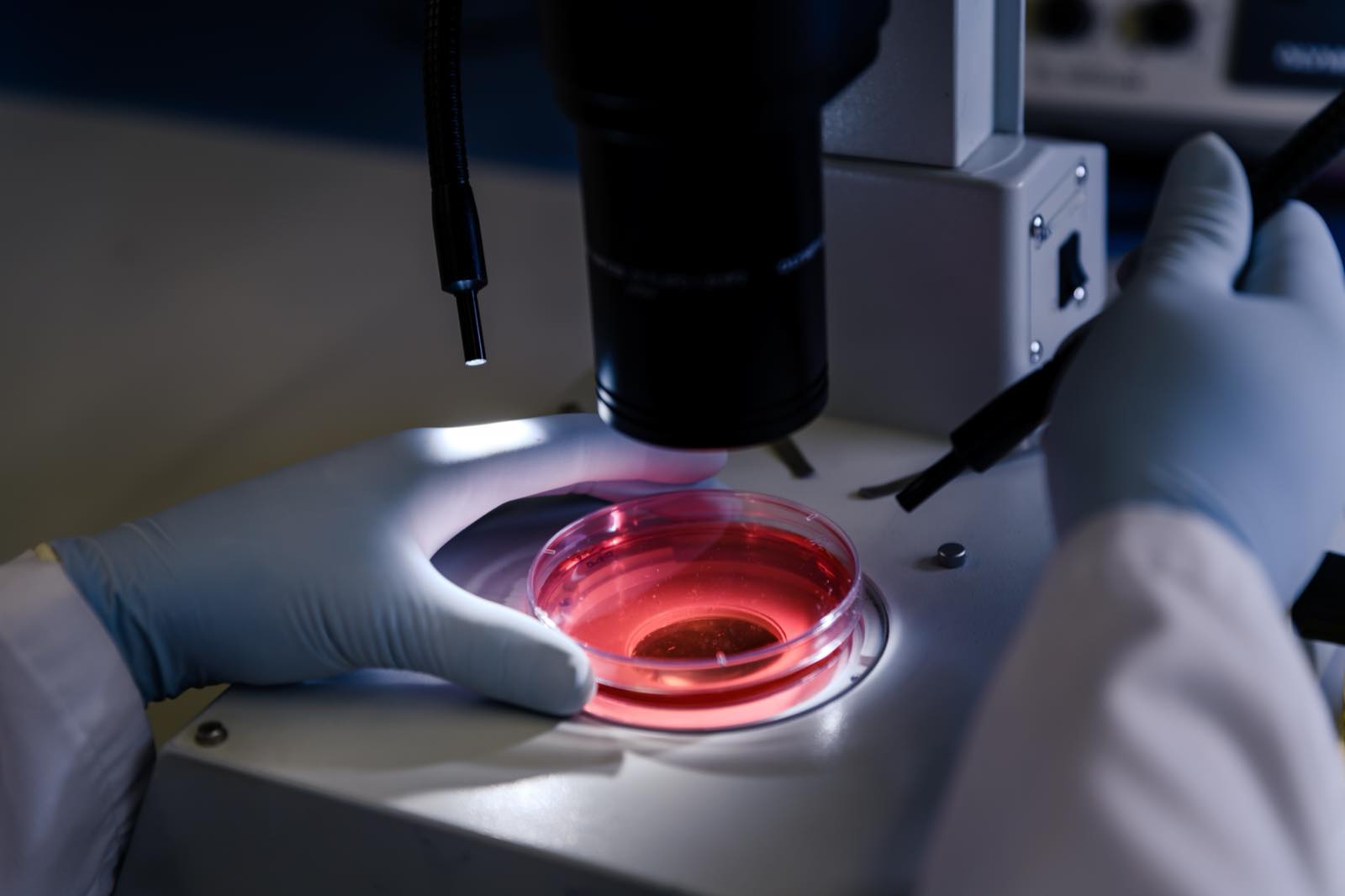 Especialista observa una placa de cultivo bajo el microscopio en un laboratorio de FIV