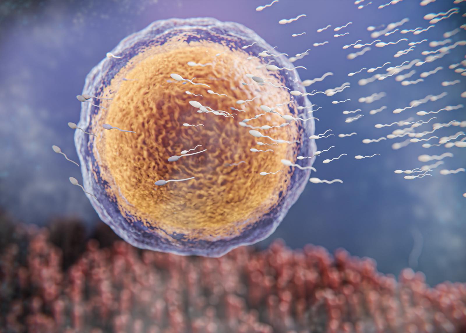 Egg surrounded by sperm