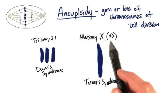 Proceso de meiosis