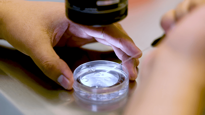 Manipulación de óvulos en Laboratorio de FIV Ingenes