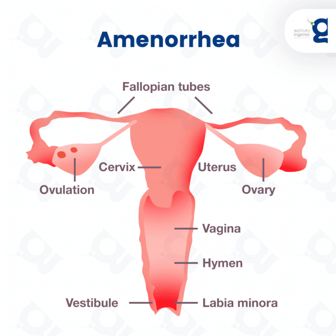 Female reproductive system