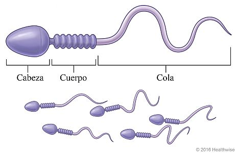 Espermatozoides al microscopio