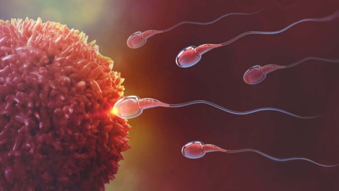 Fertilización in vitro: óvulo y esperma