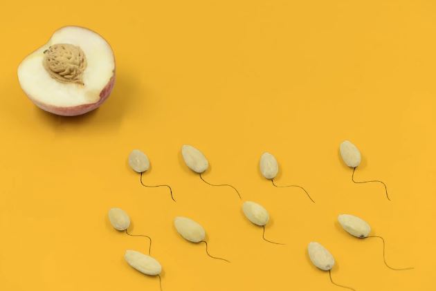 Espermatozoides y óvulo