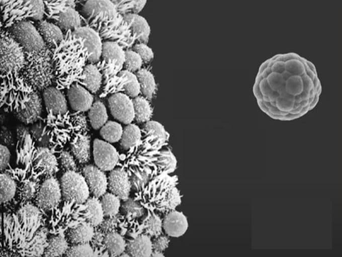 egg donation: your womb modifies your baby’s genes, electron microscope image of an exosome adhering to a mouse endometrium