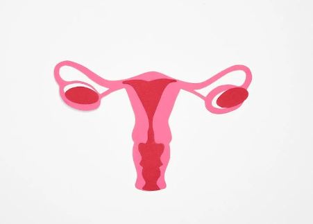 uterus reproductive system
