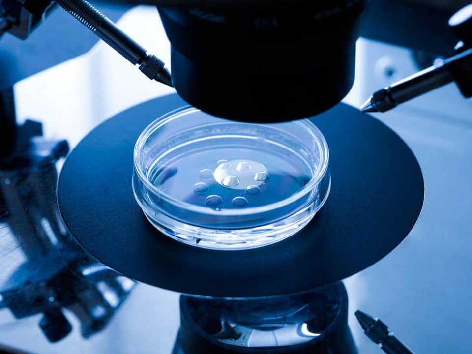 embriones en laboratorio