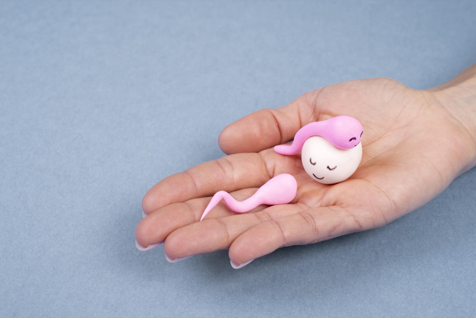 Educational illustration about conception