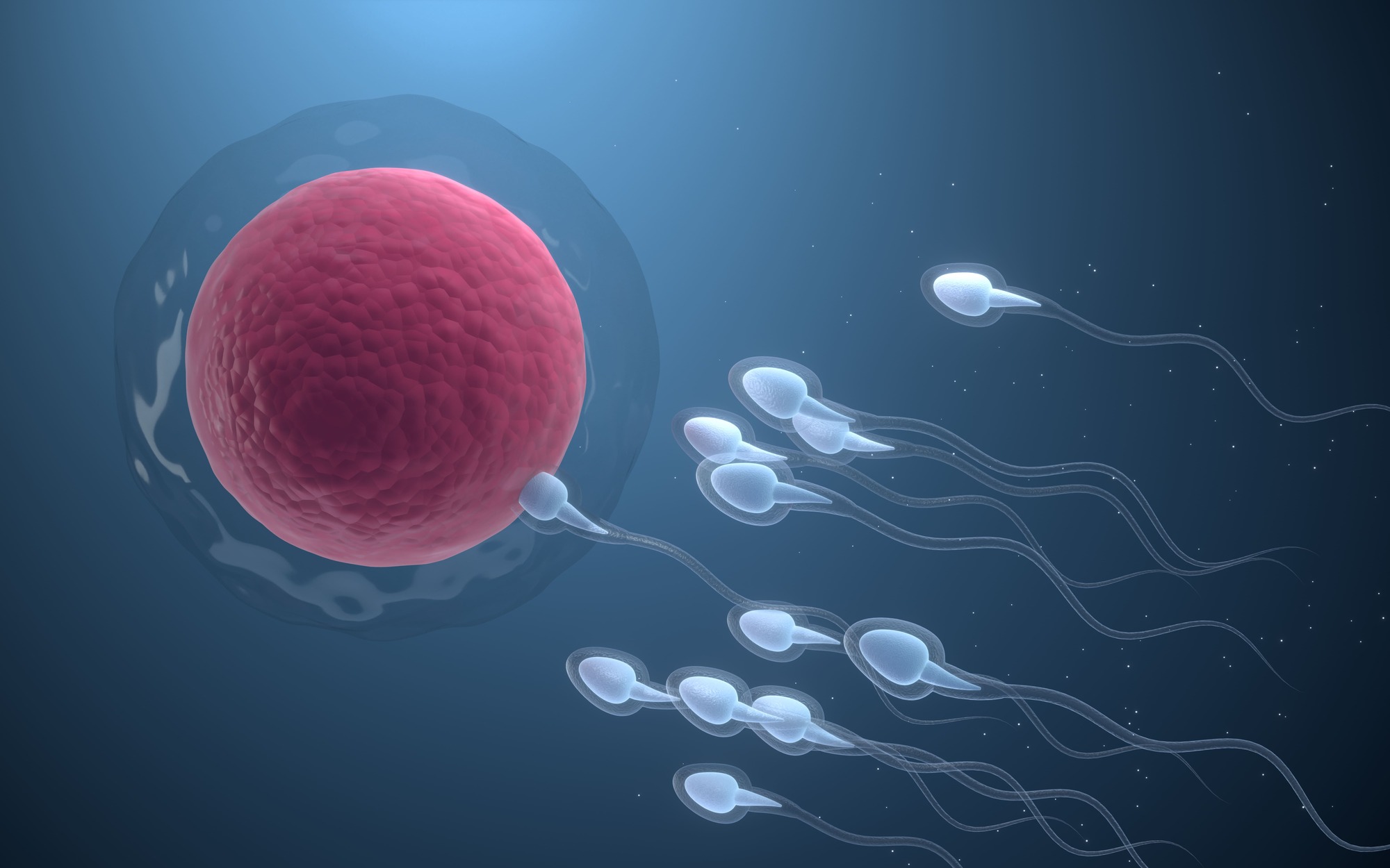 Momento en que el óvulo y el espermatozoide se encuentran