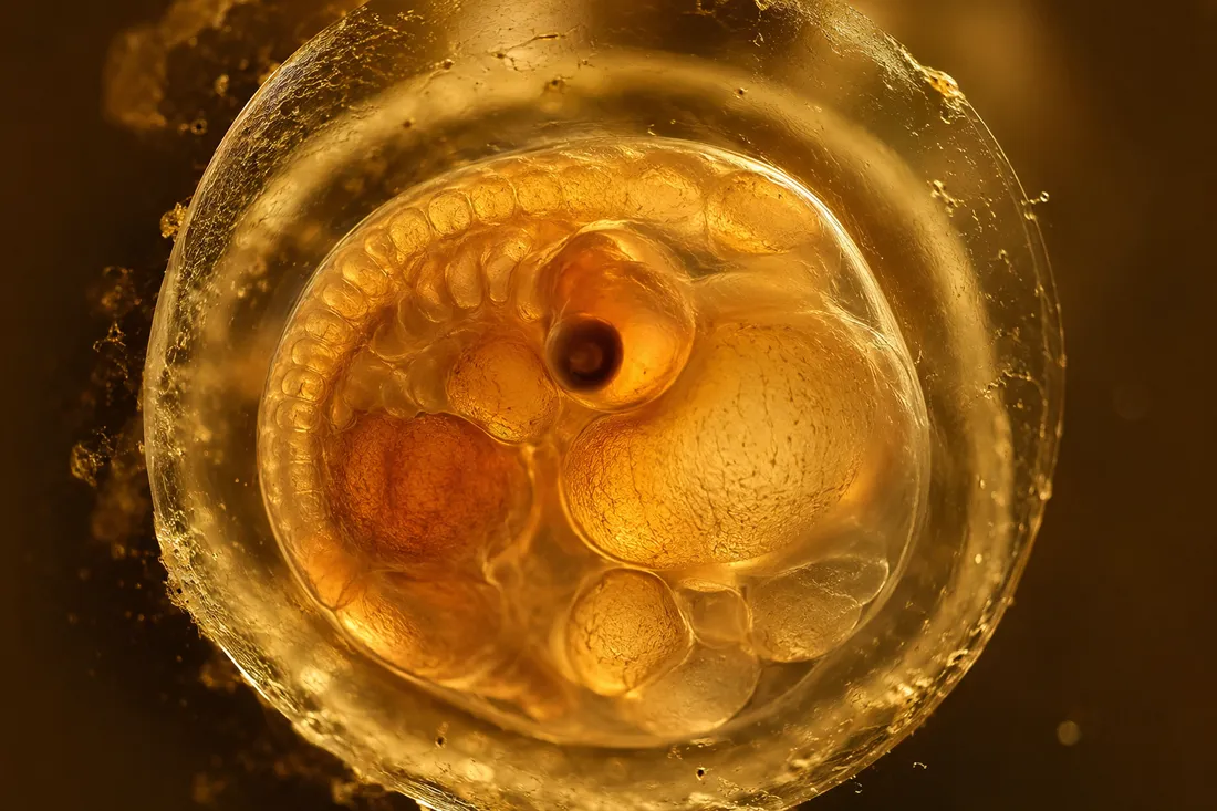 Ingenes specialist monitoring embryo development under the microscope