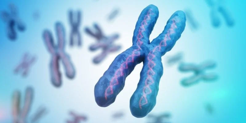Embryo genetic analysis: chromosomes and embryonic development under microscopy